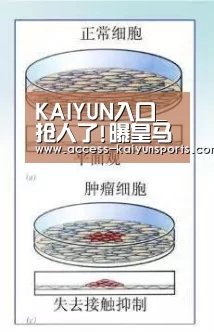 开云体育首页